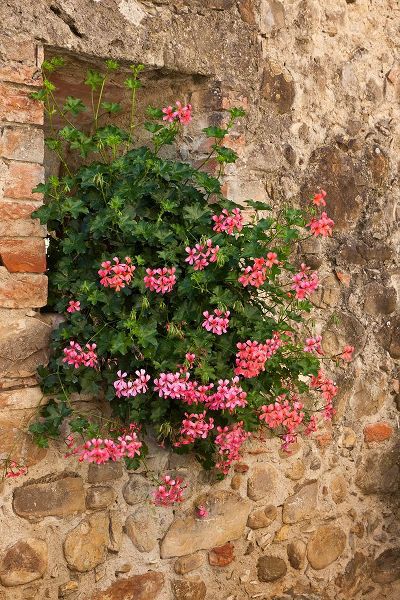 Eggers, Julie 아티스트의 Italy-Tuscany Pink ivy geraniums blooming in a window in Tuscany작품입니다.
